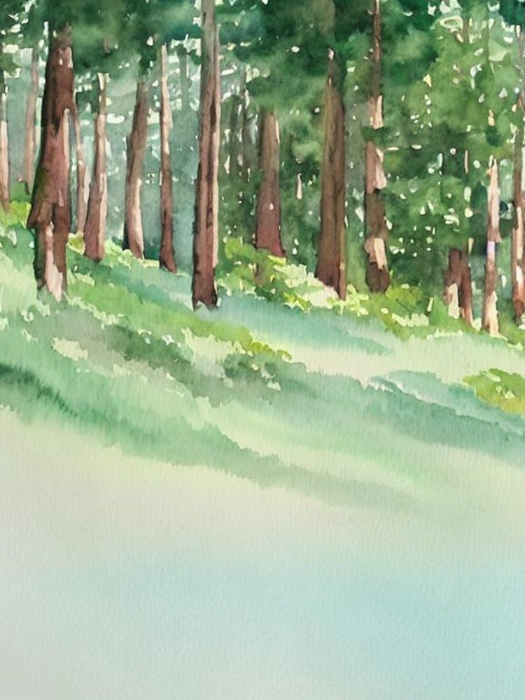 Muir Woods National Park United States Of America Affiche Aquarelle