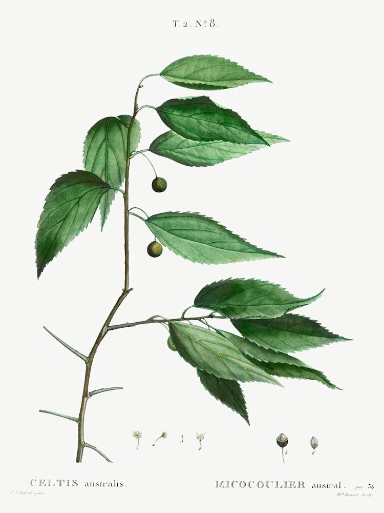 European Nettle Tree, Pierre Joseph Redoute