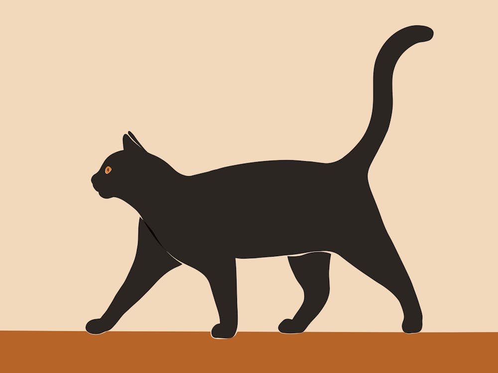 Black Cat Print 02