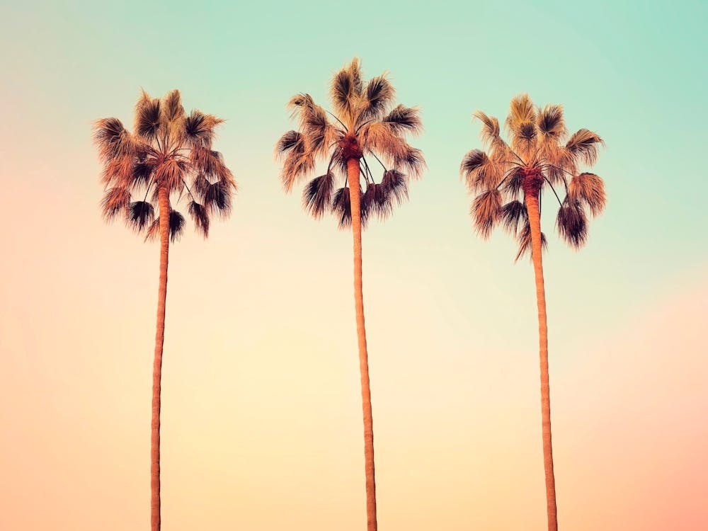 California Dreaming - Ikonische Palmen