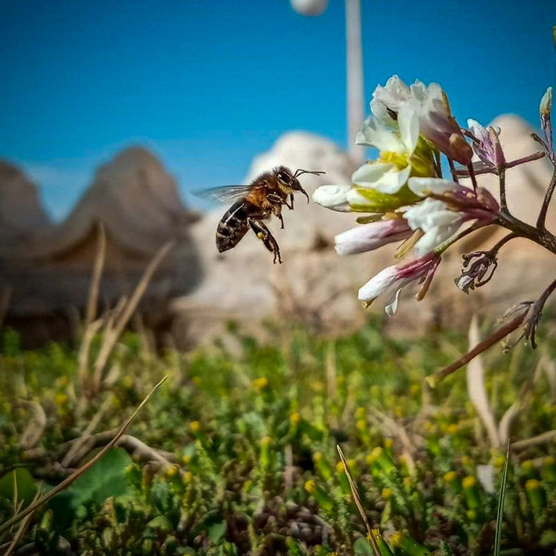 Bee On Flower