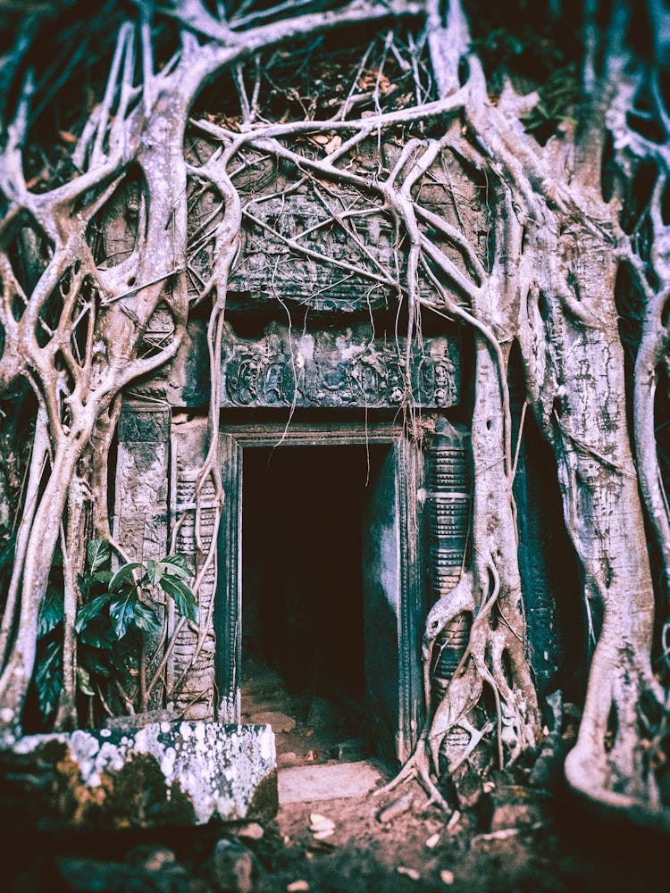 Tree Roots Growing On Ruins Angkor Cambodia