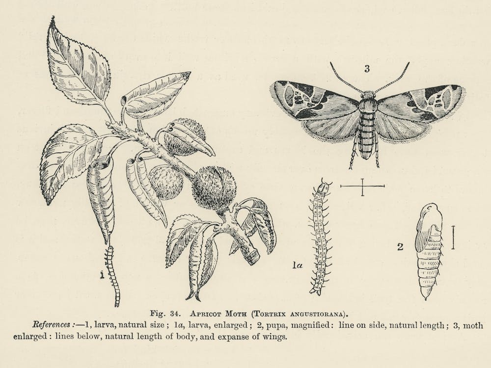 Vintage Illustration Of Apricot Moth, John Wright