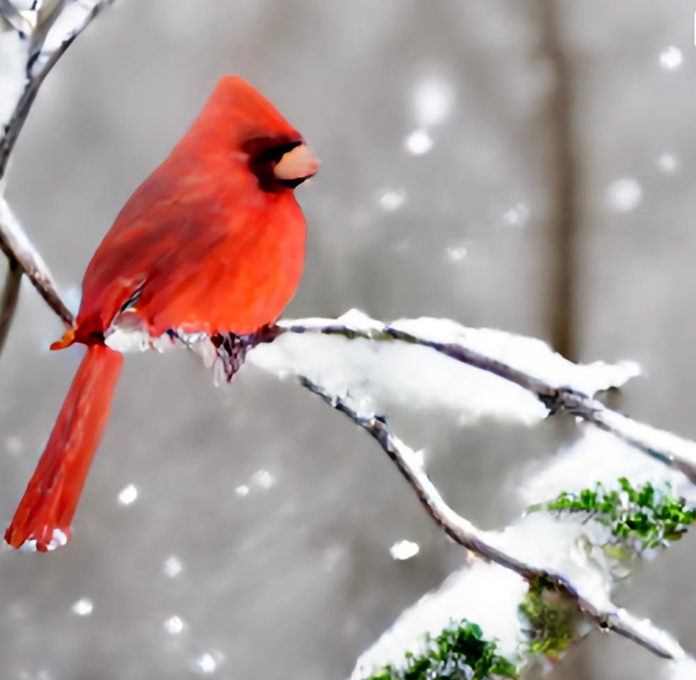 Cardinal In Snow