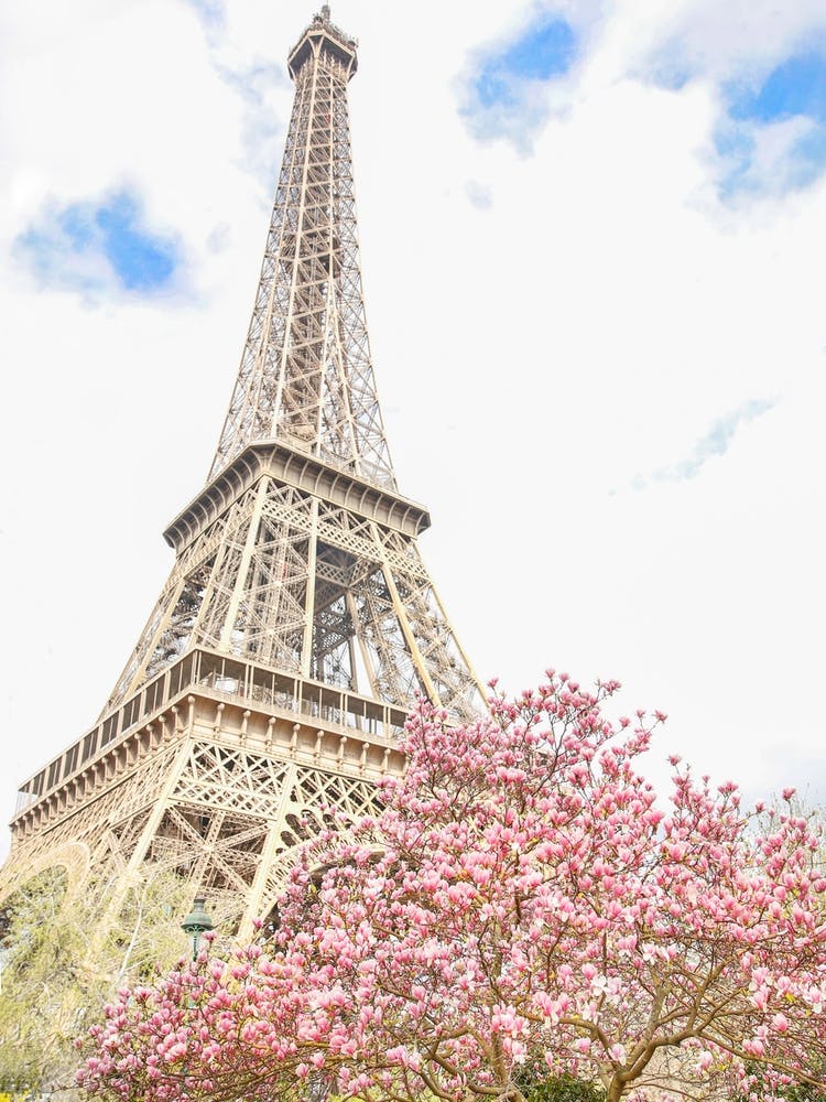 Eiffel Tower Magnolia