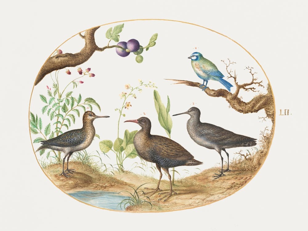 Blue Tit With Three Wading Birds And A Fig Tree (1575 1580), Joris Hoefnagel