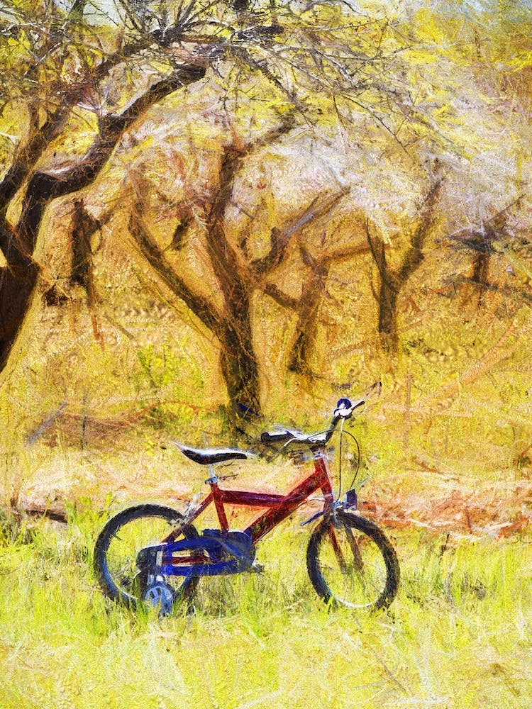 Bicycle In The Almond Grove
