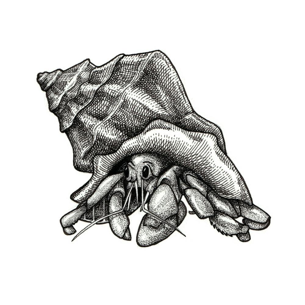 Hermit Crab no. 2 Black and White Ink Illustration 1