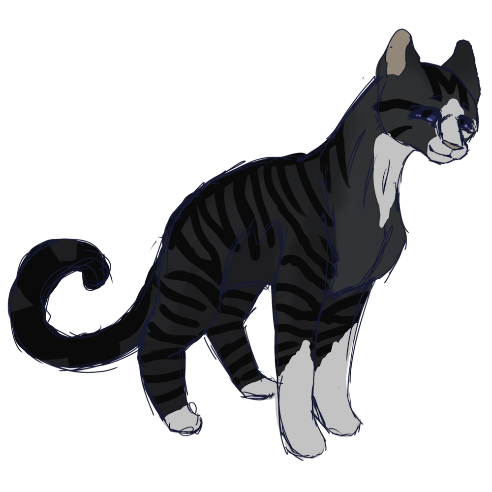 Black And White Cat