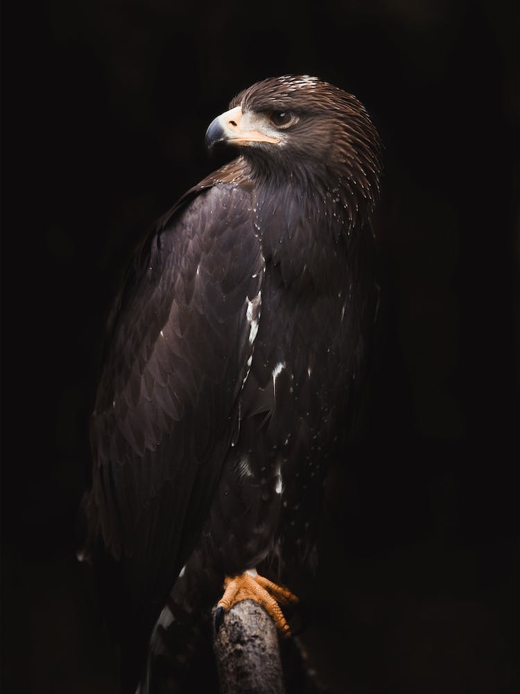 Golden Eagle Portrait