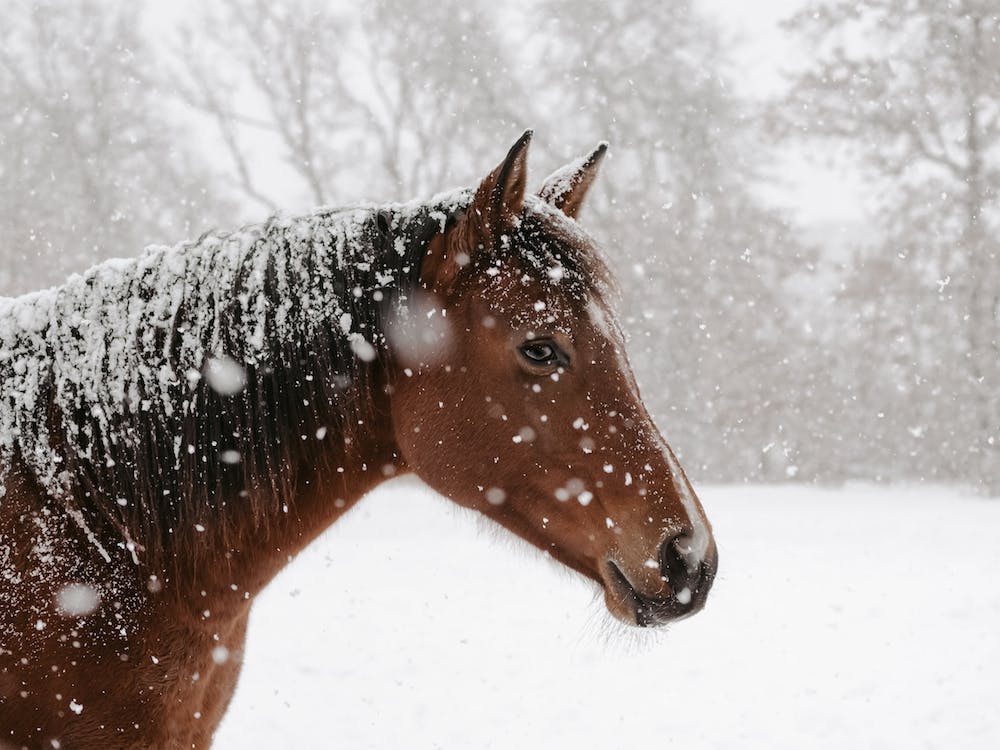 Snowy Winter Horse