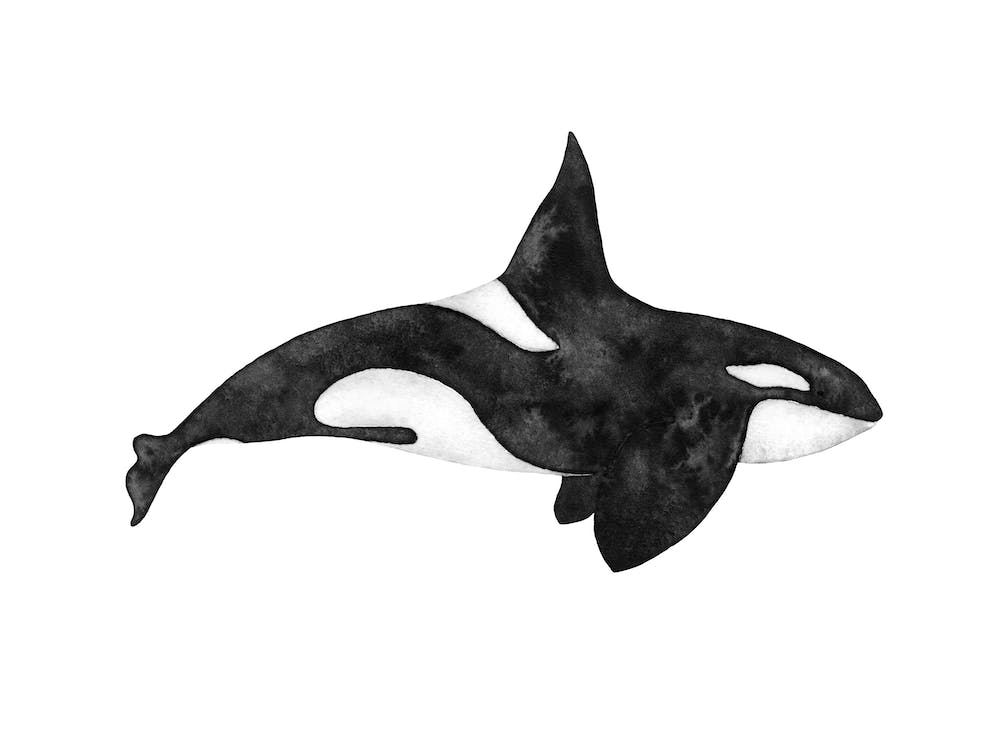 Orca