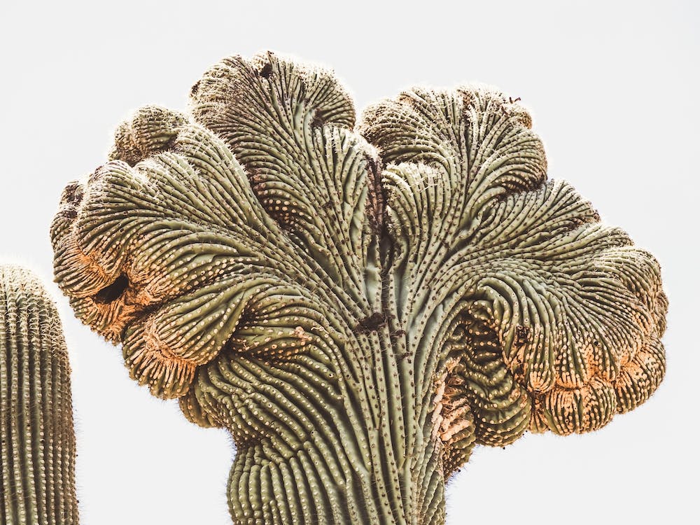 Crested Saguaro