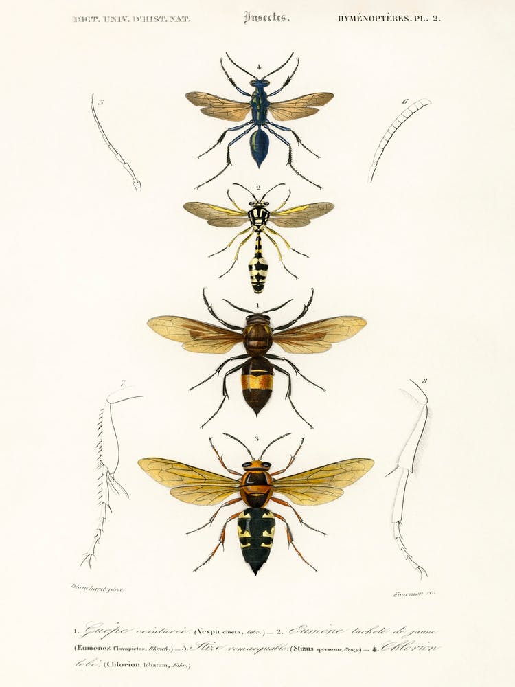 Different Types Of Wasps, Charles Dessalines D' Orbigny