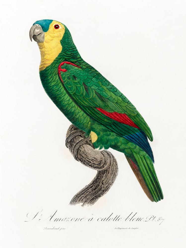 Blaustirnamazone, From Natural History Of Parrots, Francois Levaillant