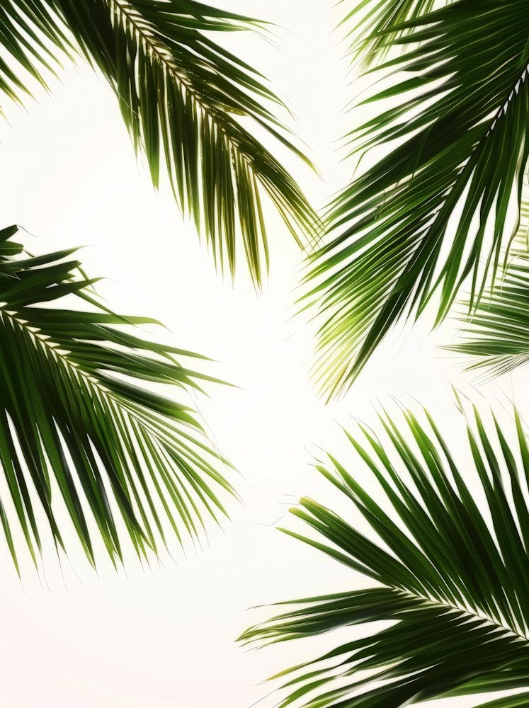 Palm Leaves On White Background 2