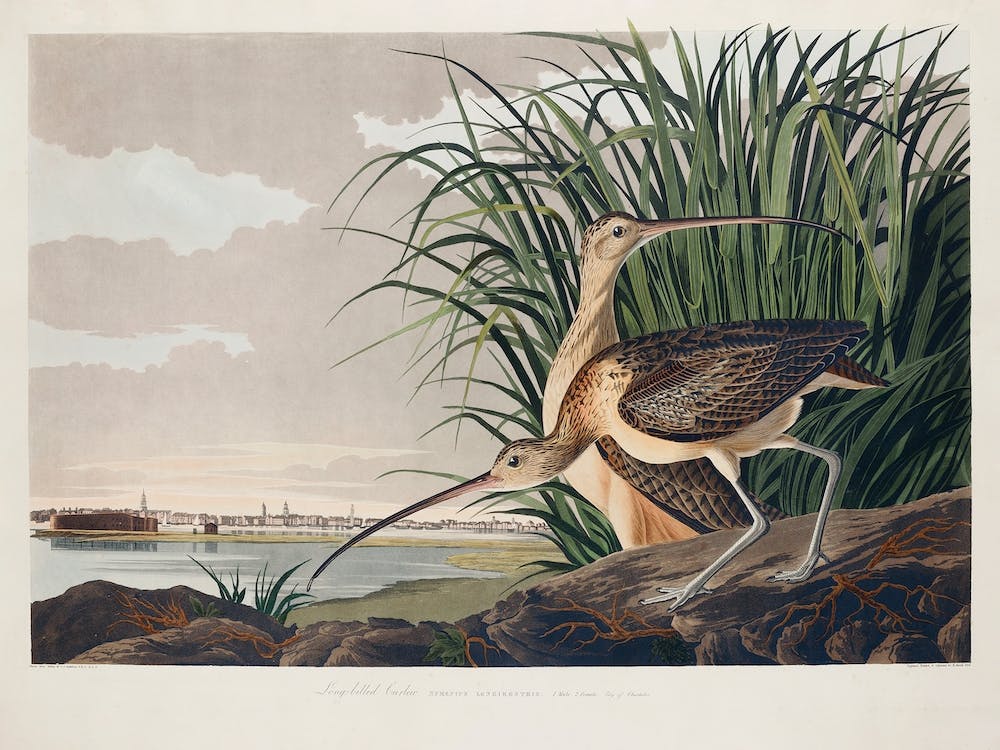 Long Billed Curlew, Birds Of America, John James Audubon