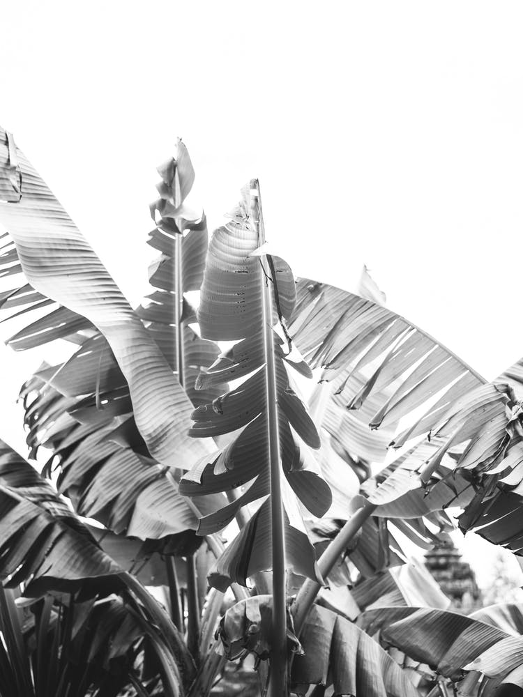 Banana Tree Leaves