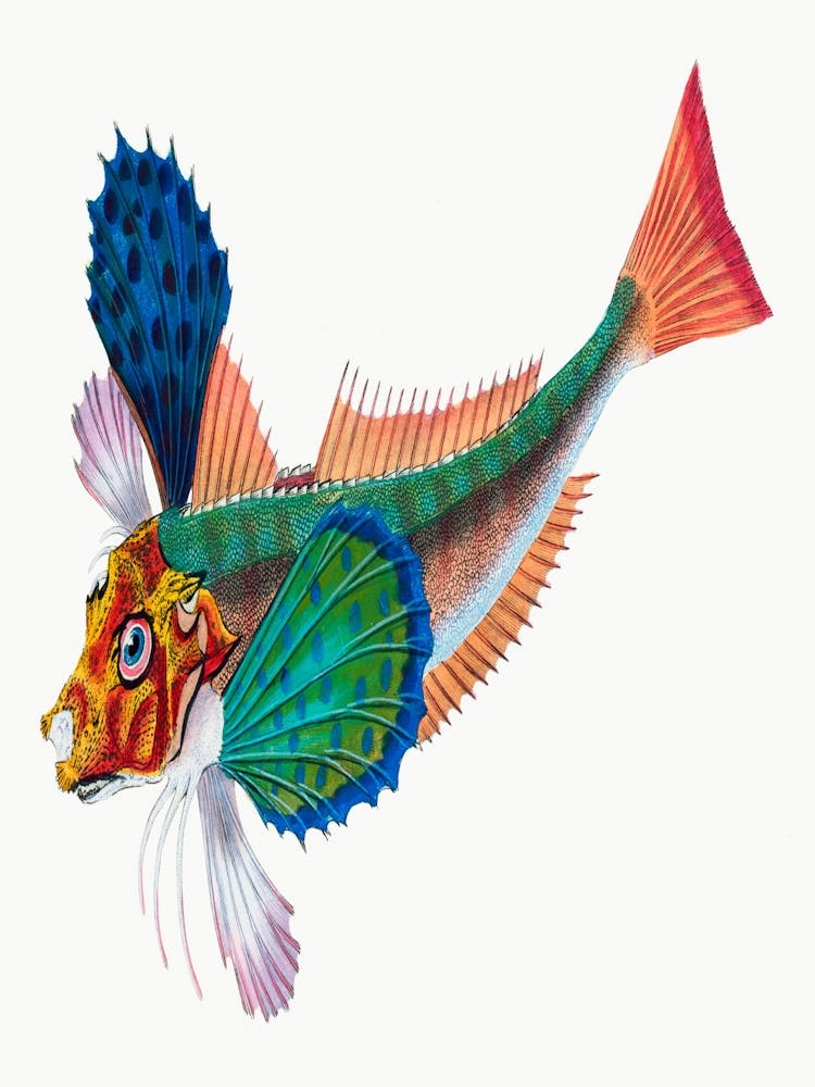Flamingo Fish