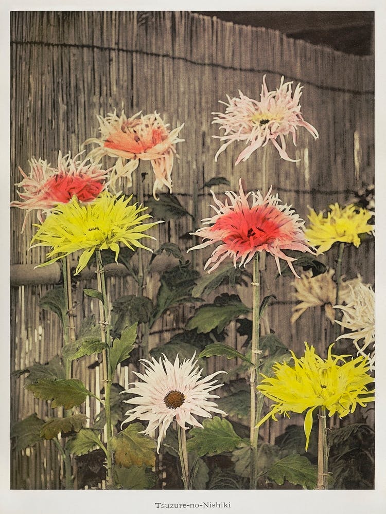Tsuzure–No–Nishiki, Hand Colored Collotype From Some Japanese Flowers (1896), Kazumasa Ogawa