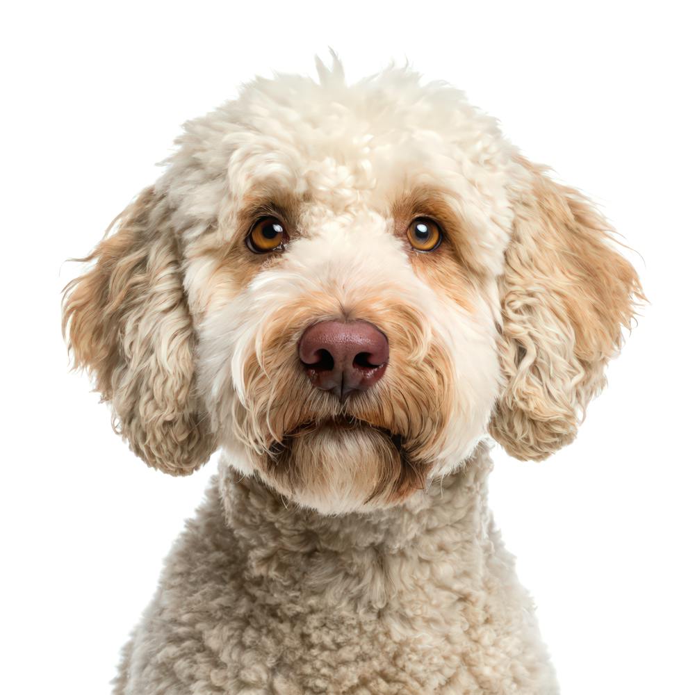 Lagotto Romagnolo Dog Portrait