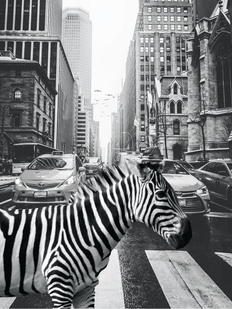 Zebra In New York City