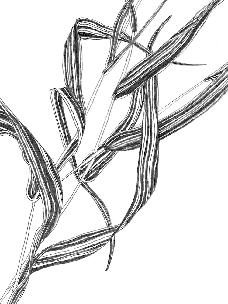Leaves In South Tirol