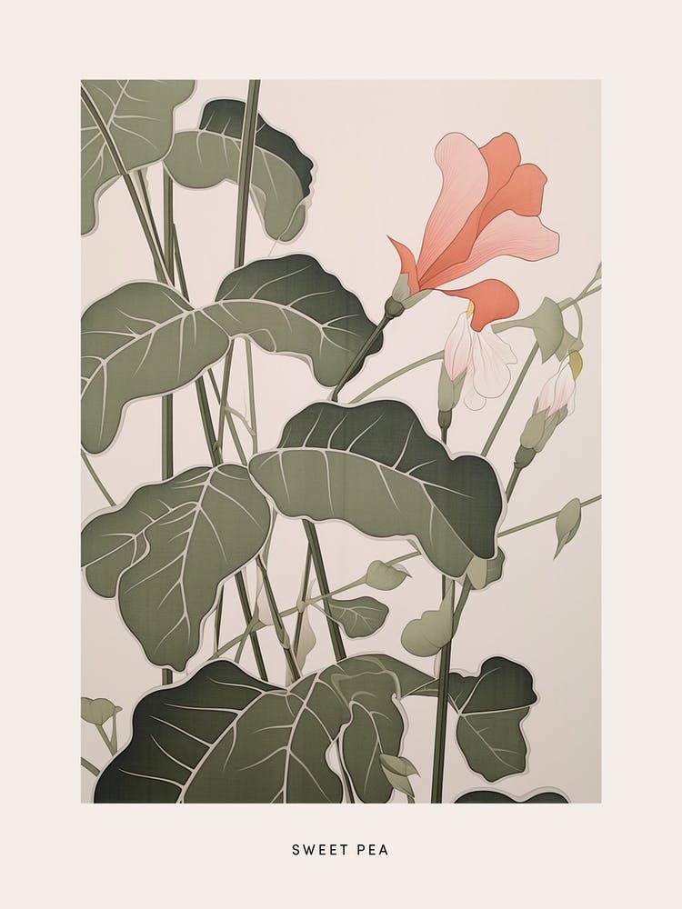Flower Illustration Sweet Pea 3 Poster