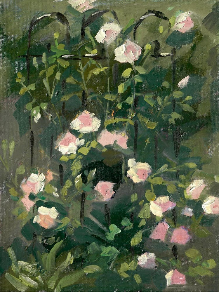 Pink Climbing Roses