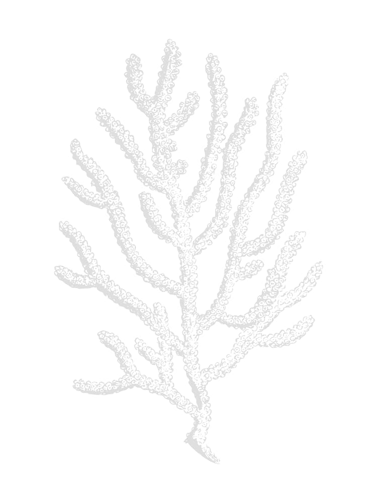 White Coral