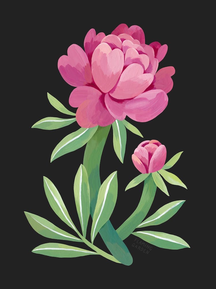 Pink Peony