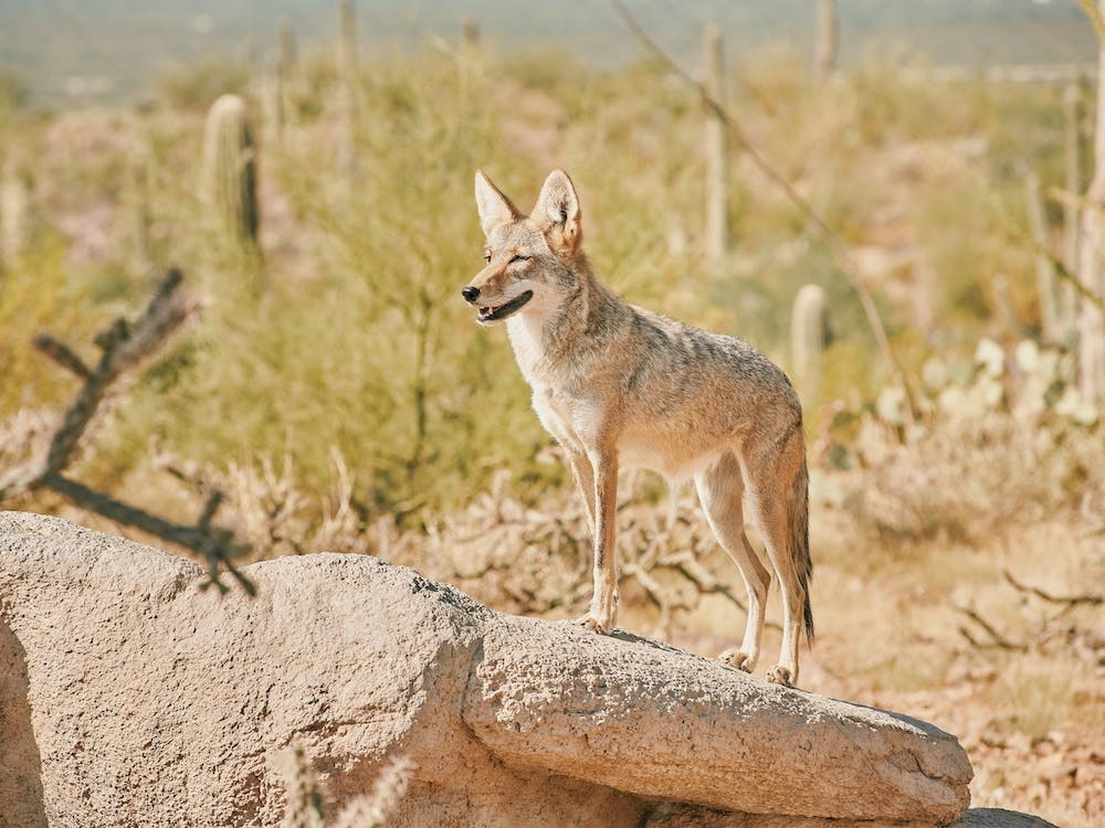 Desert Coyote