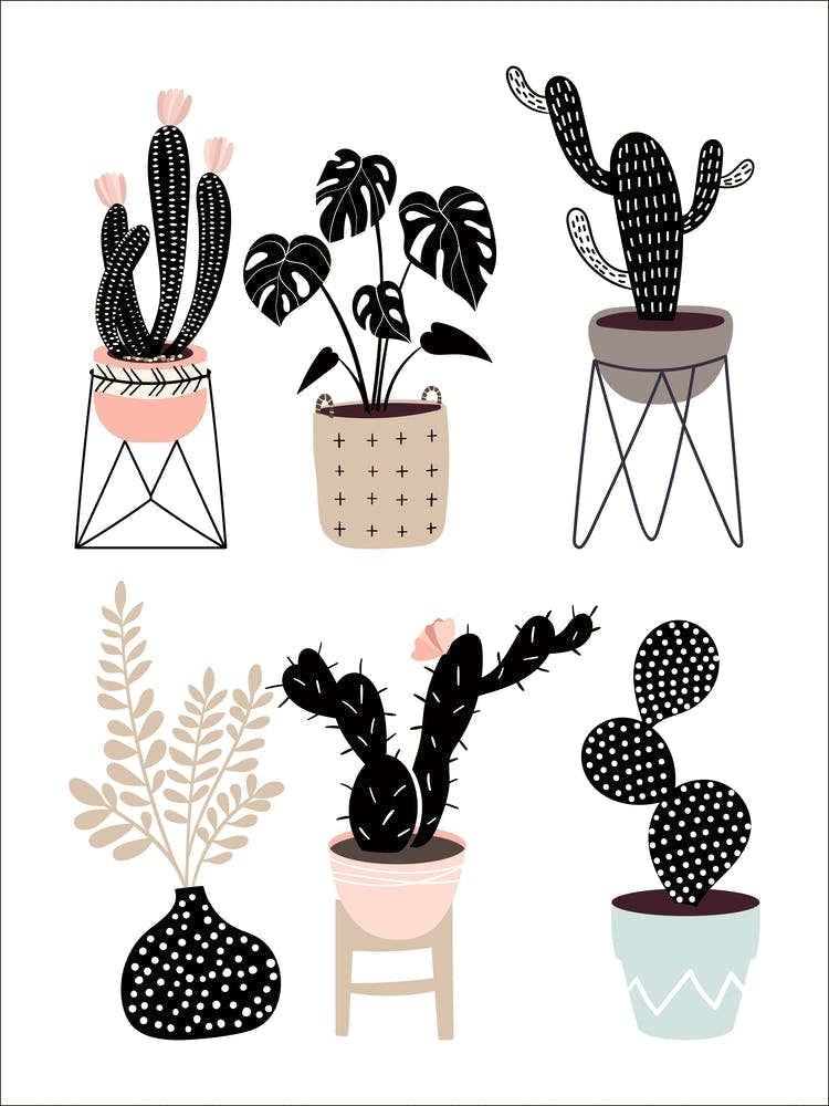 Cactus House Plants