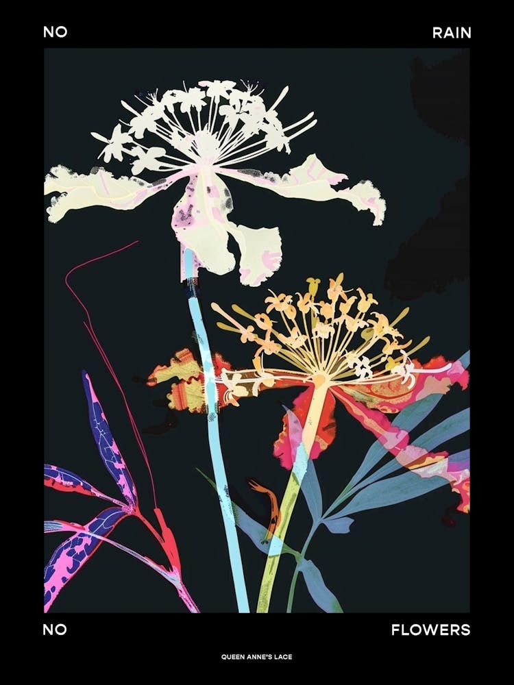 No Rain No Flowers Poster Queen Annes Lace 1