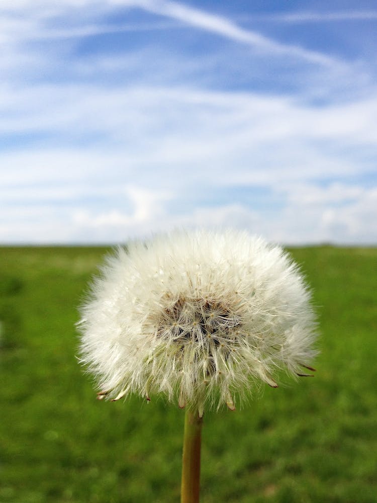 Dandelion 1
