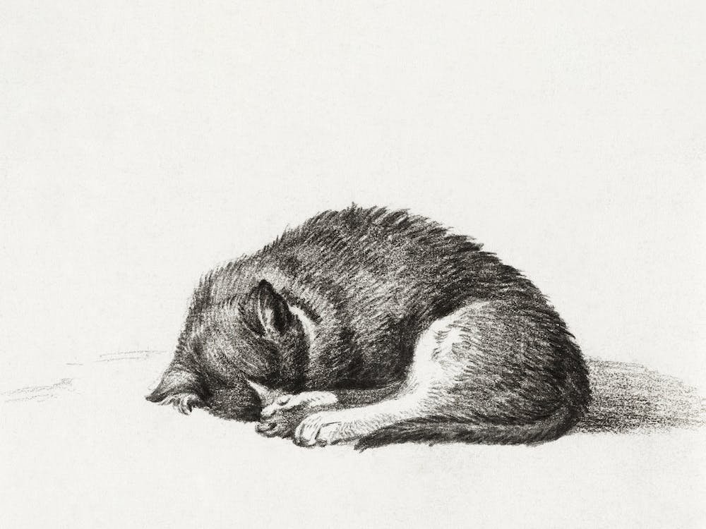 Rolled Up Lying Sleeping Cat, Jean Bernard