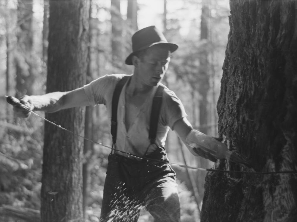 Faller Puts Oil On Saw As He Falls Tree, Long Bell Lumber Company, Cowlitz, Washington By Russell Lee