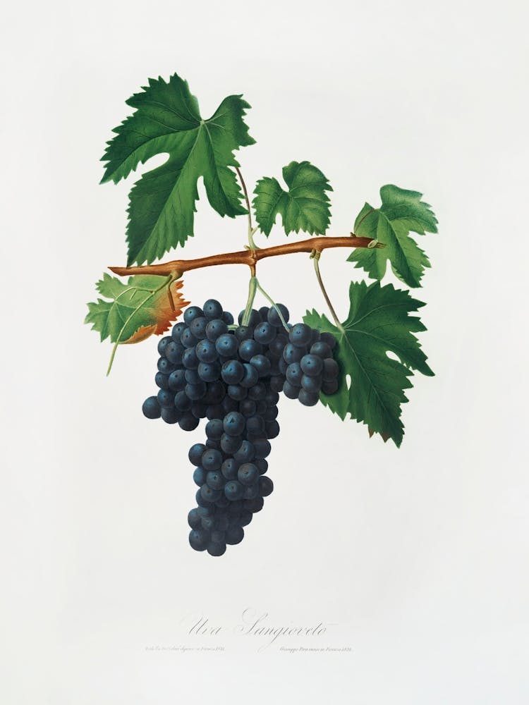Lacrima Grapes (Vitis Vinifera Vallisarnensis) From Pomona Italiana (1817 1839), Giorgio Gallesio 1
