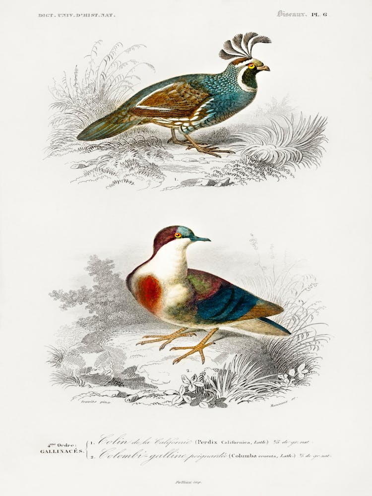 Different Types Of Birds, Charles Dessalines D'Orbigny 23