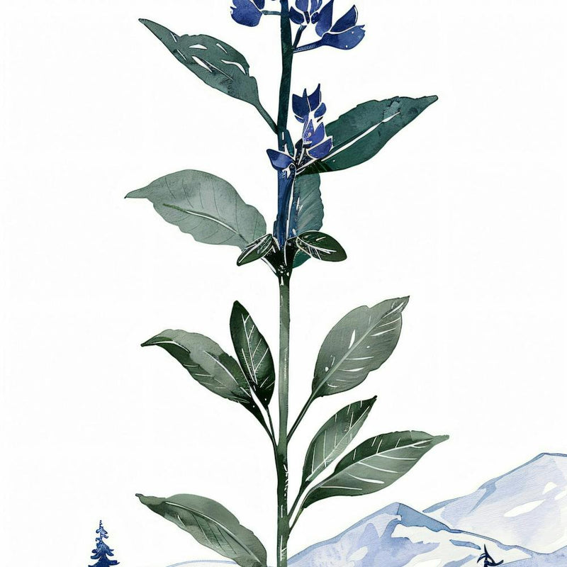 Blue Lily