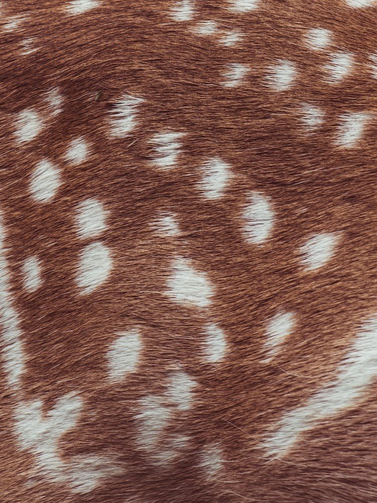 Deer Fur Texture