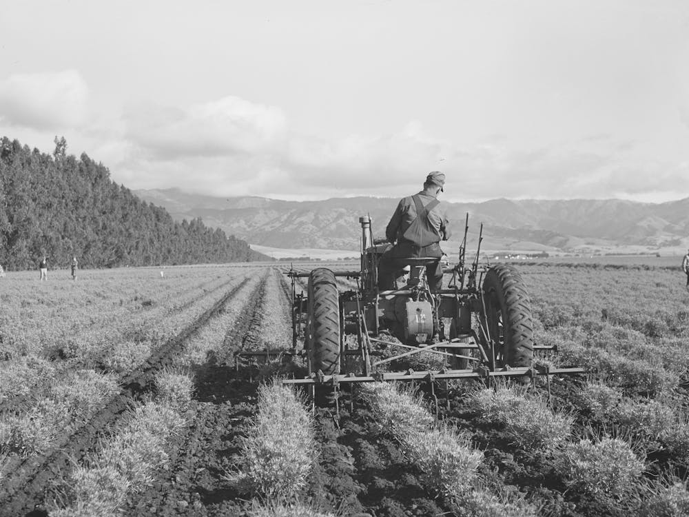 Salinas, California Intercontinental Rubber Producers,Cultivating Two Year Old Guayule Shrubs By Russell Lee