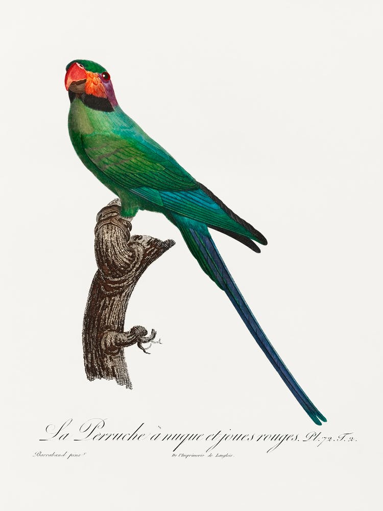 The Blossom Headed Parakeet With Red Cheeks From Natural History Of Parrots, Francois Levaillant