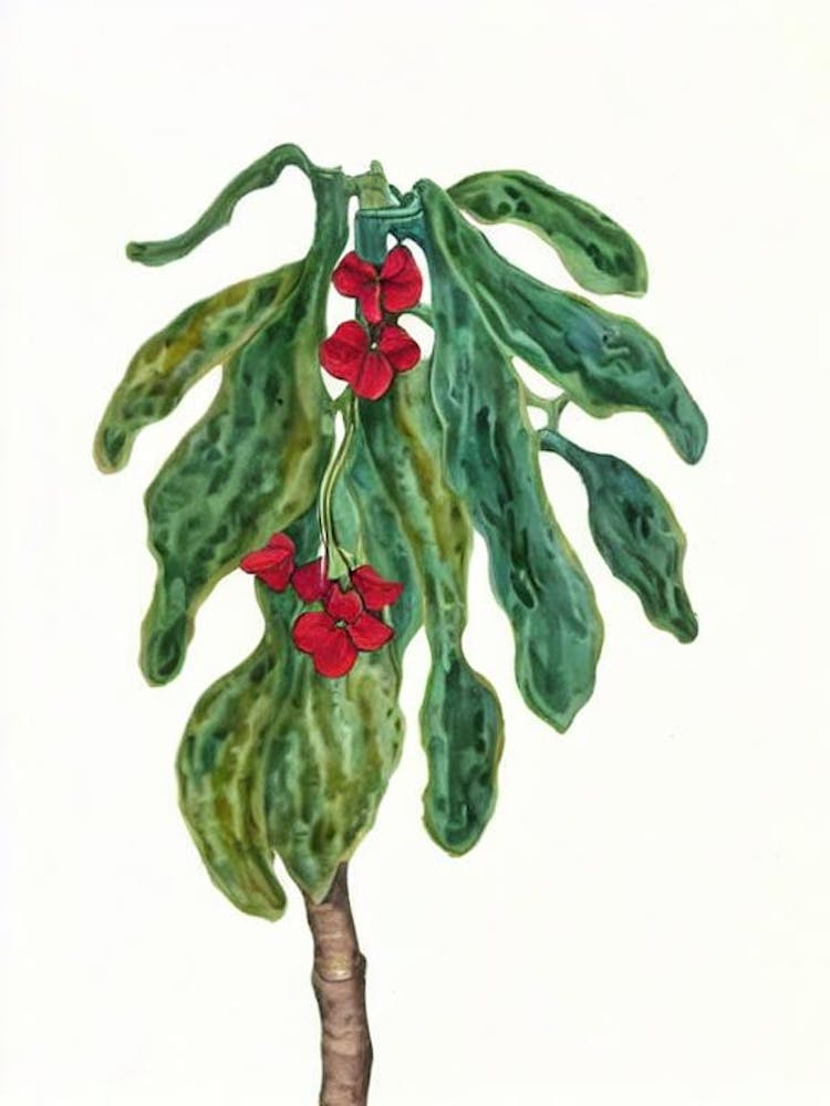 Kohleria (Kohleria) Watercolor