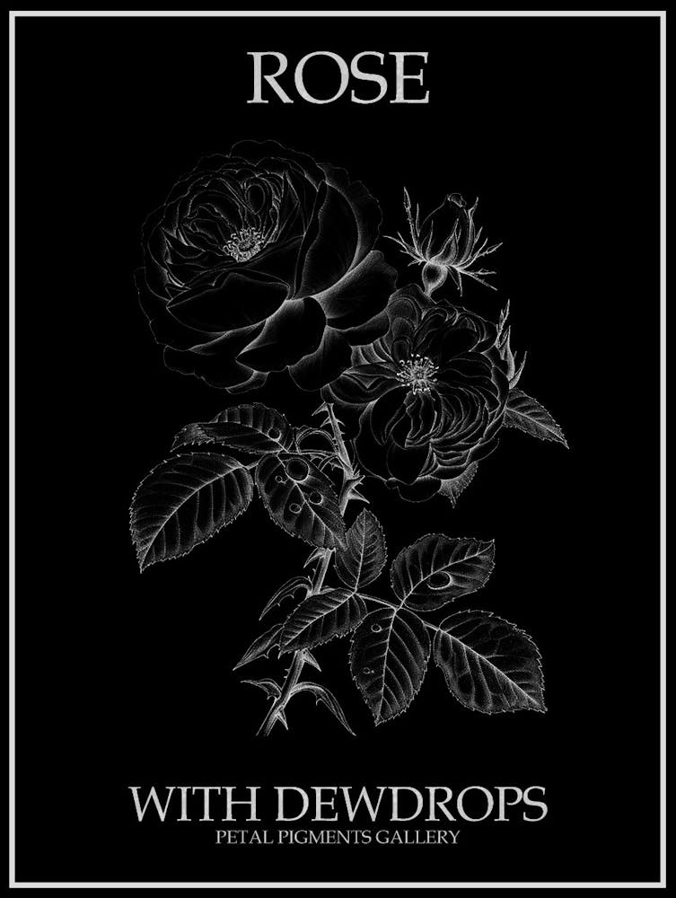 Rose With Dewdrops Line Drawing 2 Poster Inverted