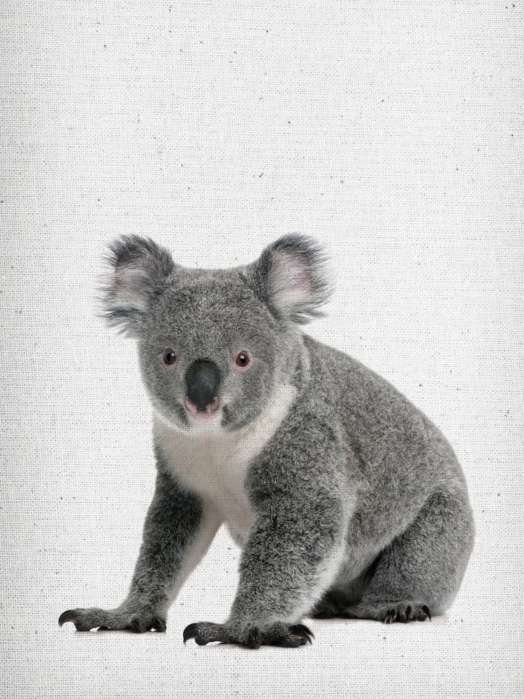 Koala I