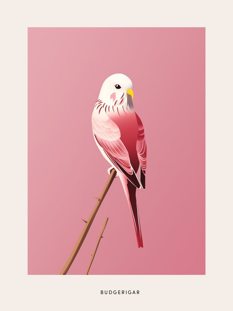 Minimalist Budgerigar 3 Bird Poster
