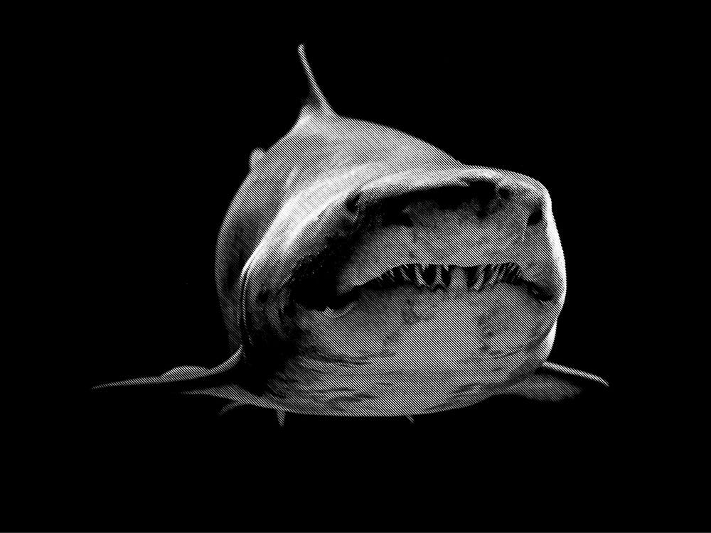 Shark BW in my Line Illustration