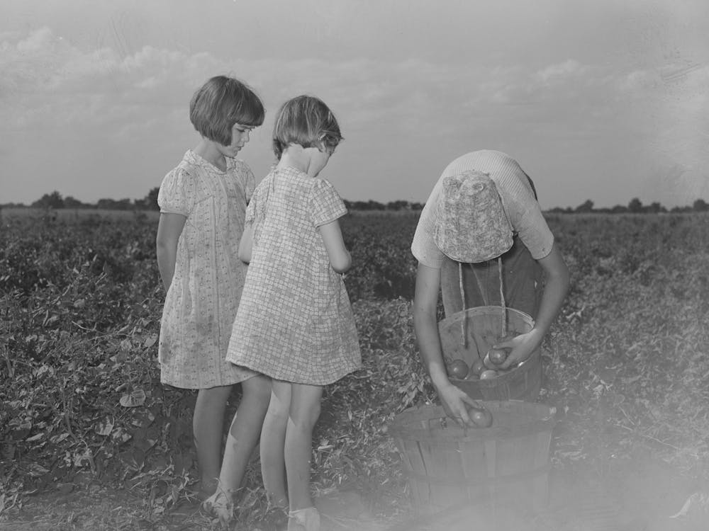 Untitled Photo, Possibly Related To Daughter Of Tenant Farmer Living Near Muskogee, Oklahoma, Picking