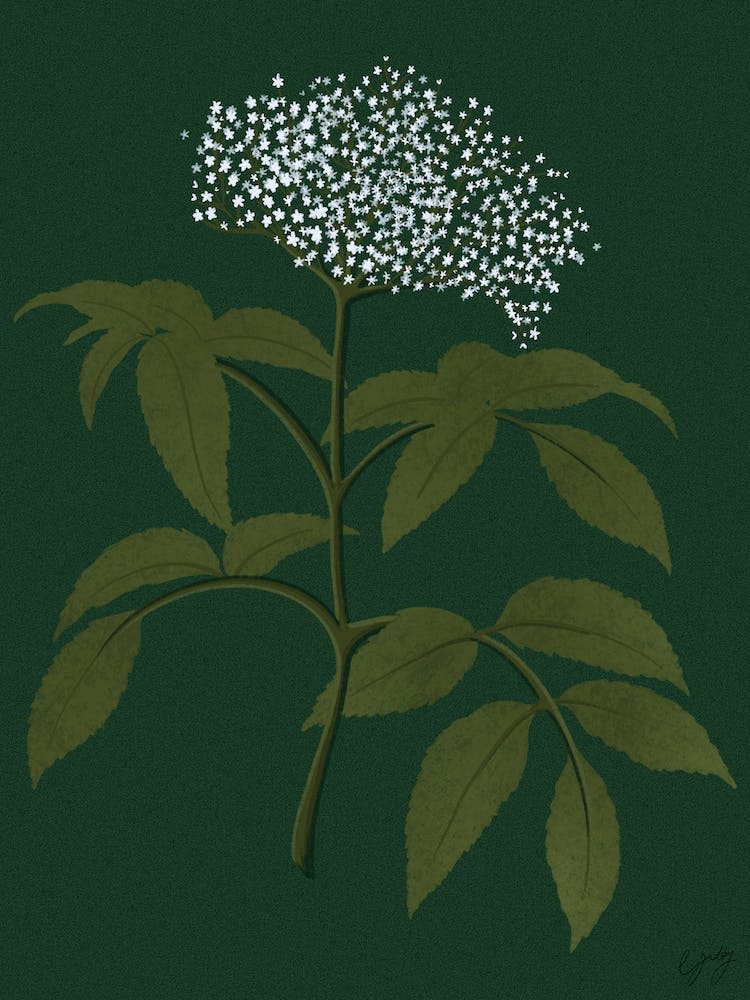 Flower Elderberry